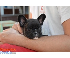 Francuski BULDOG - stenci izlozbenog kvaliteta - Fotografija 5/10