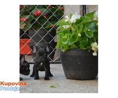 Francuski BULDOG - stenci izlozbenog kvaliteta - Fotografija 10/10