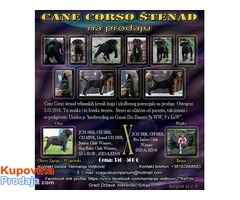 Cane Corso štenad na prodaju