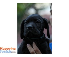 Cane Corso štenad na prodaju