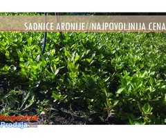Sadnice Aronije (Aronia melanocarpa) - Fotografija 1/2
