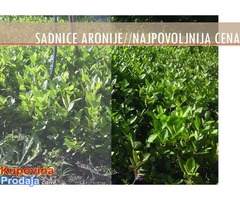 Sadnice Aronije (Aronia melanocarpa) - Fotografija 2/2