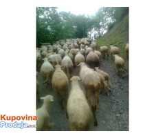Prodajem umatičene ovce,jagnjad i ovna- rasa sjenička pramenka - Fotografija 2/8