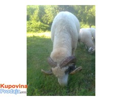 Prodajem umatičene ovce,jagnjad i ovna- rasa sjenička pramenka - Fotografija 3/8