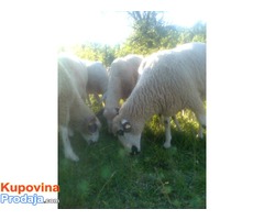 Prodajem umatičene ovce,jagnjad i ovna- rasa sjenička pramenka - Fotografija 4/8
