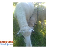 Prodajem umatičene ovce,jagnjad i ovna- rasa sjenička pramenka - Fotografija 5/8