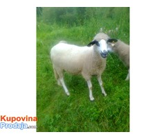 Prodajem umatičene ovce,jagnjad i ovna- rasa sjenička pramenka - Fotografija 6/8