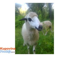 Prodajem umatičene ovce,jagnjad i ovna- rasa sjenička pramenka - Fotografija 7/8