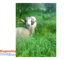 Prodajem umatičene ovce,jagnjad i ovna- rasa sjenička pramenka - Fotografija 8/8