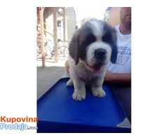 DUGODLAKI BERNARDINCI - izlozbenog potencijala