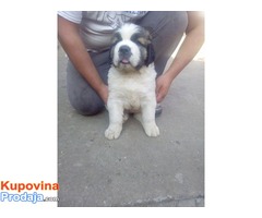 DUGODLAKI BERNARDINCI - izlozbenog potencijala