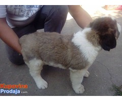 DUGODLAKI BERNARDINCI - izlozbenog potencijala