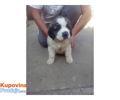 DUGODLAKI BERNARDINCI - izlozbenog potencijala - Fotografija 4/10