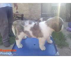 DUGODLAKI BERNARDINCI - izlozbenog potencijala - Fotografija 5/10