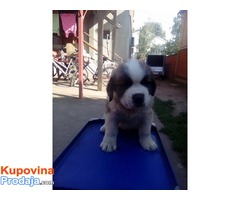 DUGODLAKI BERNARDINCI - izlozbenog potencijala - Fotografija 6/10