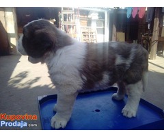 DUGODLAKI BERNARDINCI - izlozbenog potencijala - Fotografija 7/10