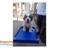 DUGODLAKI BERNARDINCI - izlozbenog potencijala - Fotografija 8/10