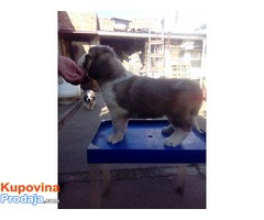 DUGODLAKI BERNARDINCI - izlozbenog potencijala - Fotografija 9/10