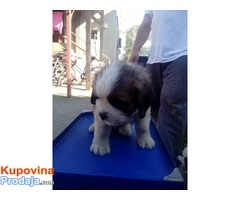 DUGODLAKI BERNARDINCI - izlozbenog potencijala - Fotografija 10/10