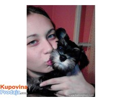 Crno-srebrni PATULJASTI SNAUCERI - za decu POPUST!!!