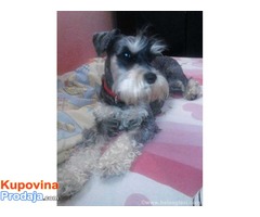 Crno-srebrni PATULJASTI SNAUCERI - za decu POPUST!!!