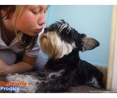 Crno-srebrni PATULJASTI SNAUCERI - za decu POPUST!!!