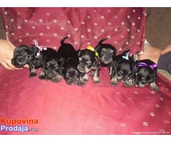 Crno-srebrni PATULJASTI SNAUCERI - za decu POPUST!!! - Fotografija 5/8