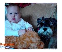 Crno-srebrni PATULJASTI SNAUCERI - za decu POPUST!!! - Fotografija 6/8