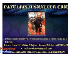 Patuljasti šnaucer crni