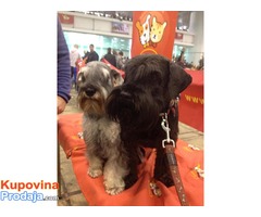 Patuljasti šnaucer crni