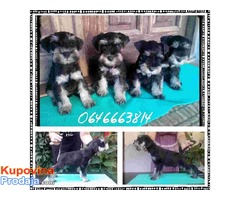 Crno-srebrni PATULJASTI SNAUCERI - D leglo