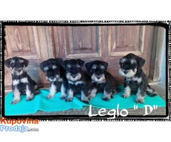 Crno-srebrni PATULJASTI SNAUCERI - D leglo