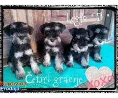 Crno-srebrni PATULJASTI SNAUCERI - D leglo