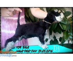 Crno-srebrni PATULJASTI SNAUCERI - D leglo - Fotografija 4/6