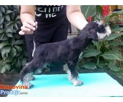 Crno-srebrni PATULJASTI SNAUCERI - D leglo - Fotografija 5/6