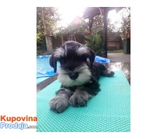 Crno-srebrni PATULJASTI SNAUCERI - D leglo - Fotografija 6/6