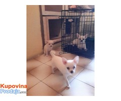 Kratkodlake CIVAVE - dve zenke