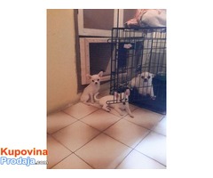 Kratkodlake CIVAVE - dve zenke