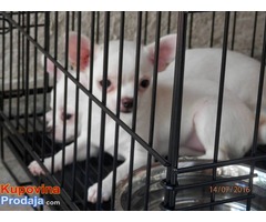 Kratkodlake CIVAVE - dve zenke