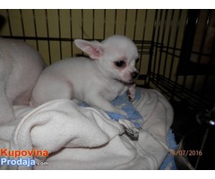 Kratkodlake CIVAVE - dve zenke - Fotografija 4/5