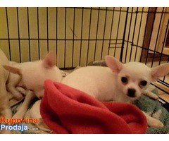 Kratkodlake CIVAVE - dve zenke - Fotografija 5/5