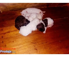 LAGOTO ROMANJOLO - stenad na prodaju