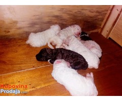 LAGOTO ROMANJOLO - stenad na prodaju