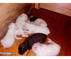 LAGOTO ROMANJOLO - stenad na prodaju