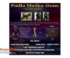 Pudla muško štene na prodaju