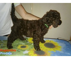 Pudla muško štene na prodaju