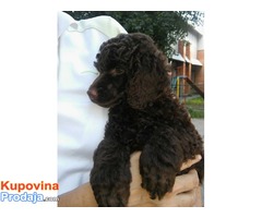 Pudla muško štene na prodaju