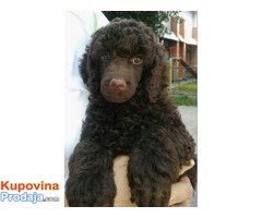 Pudla muško štene na prodaju - Fotografija 4/6