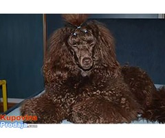 Pudla muško štene na prodaju - Fotografija 5/6