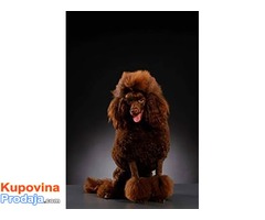 Pudla muško štene na prodaju - Fotografija 6/6